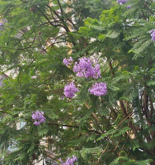 蓝楹花的花语和别名是什么？蓝楹花的文化背景有哪些？