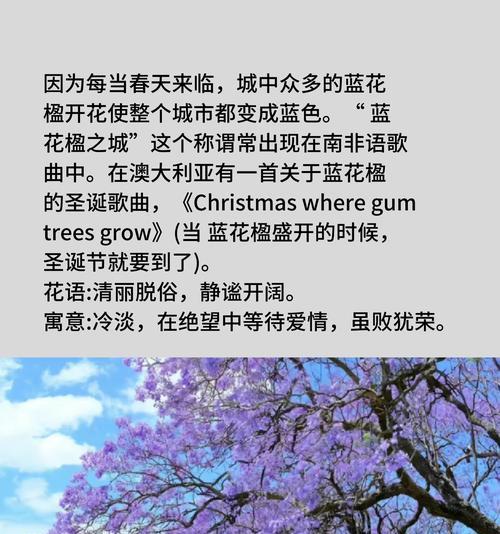 蓝楹花的花语和别名是什么？蓝楹花的文化背景有哪些？