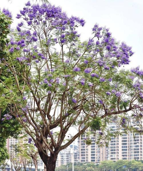 蓝楹花的花语和别名是什么？蓝楹花的文化背景有哪些？
