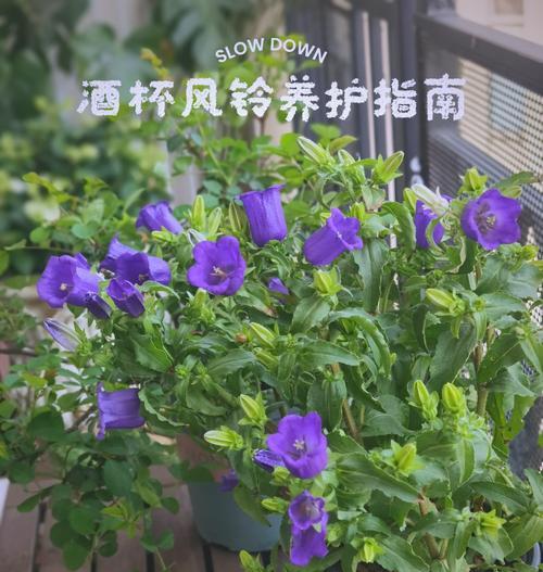 风铃花的花语有哪些？它代表了什么？