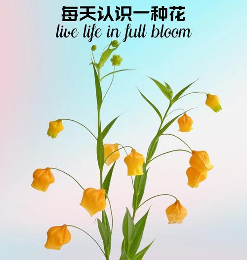 风铃花的花语有哪些？它代表了什么？