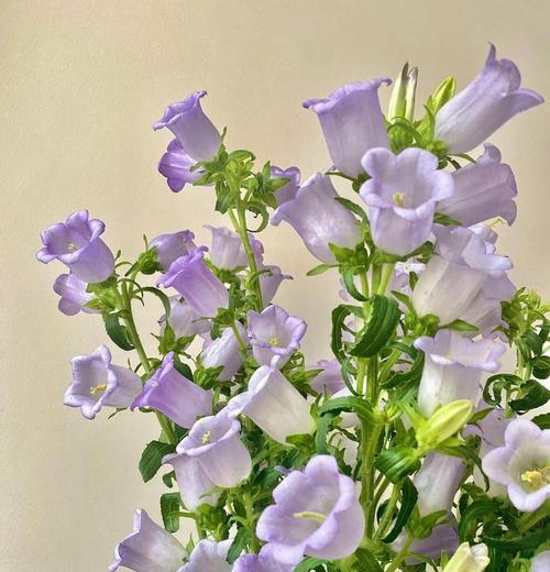 风铃花的花语有哪些？它代表了什么？