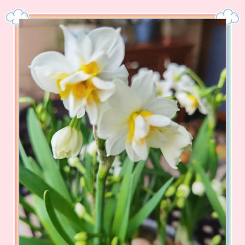 水仙花的象征意义是什么？它的花语有哪些？