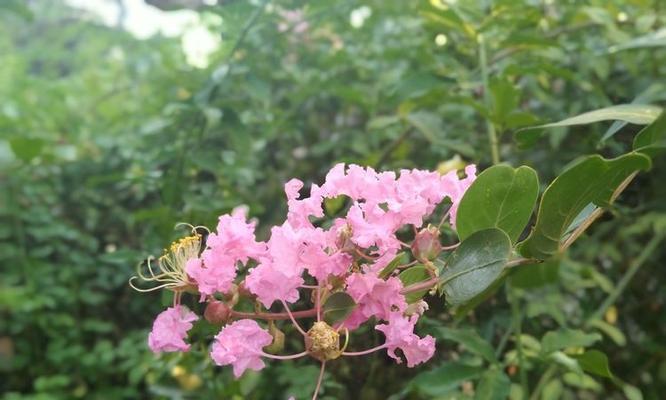 龙岩市市树的花语是什么？它代表了什么？