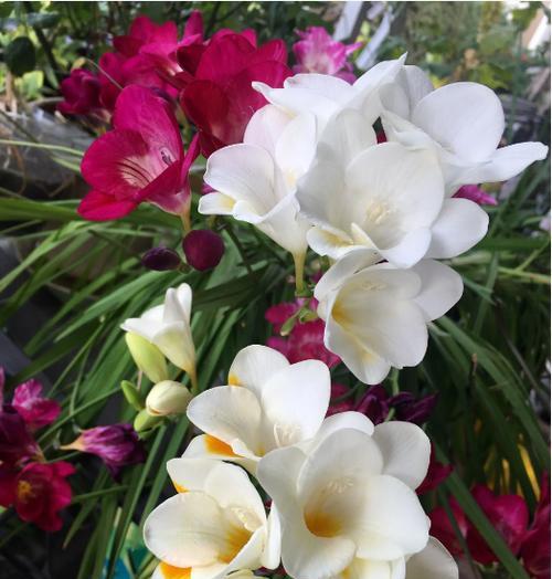 米白色香雪兰的花语是什么？它象征着什么？
