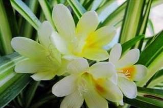米白色香雪兰的花语是什么？它象征着什么？