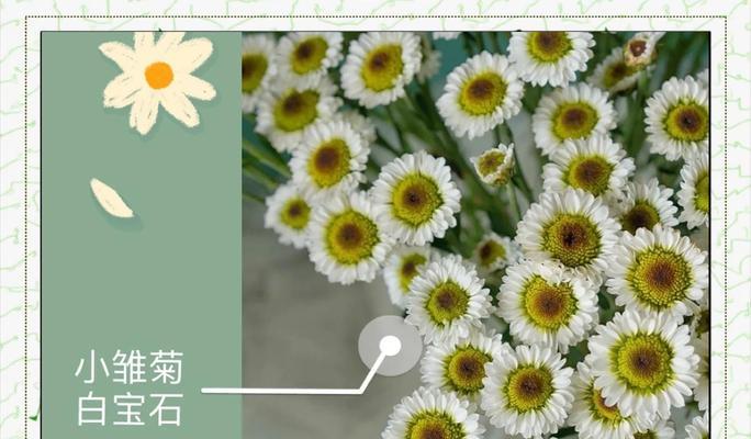 白色黄小雏菊的花语是什么？它象征了什么？