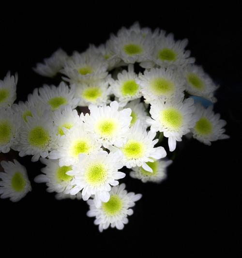 白色黄小雏菊的花语是什么？它象征了什么？