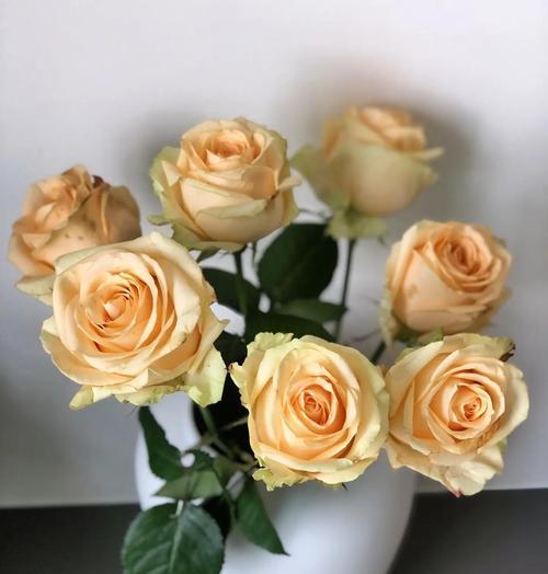 香槟玫瑰的花语是什么？它象征着什么？