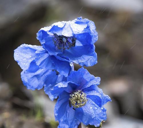 蓝色绿绒蒿花语有哪些独特之处？