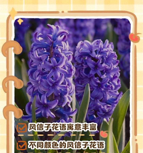 目录风信子的花语有哪些？