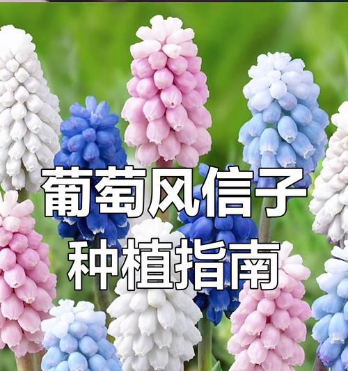 目录风信子的花语有哪些？