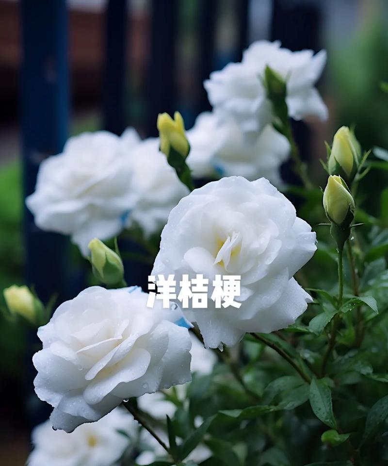 洋花的花语有哪些？