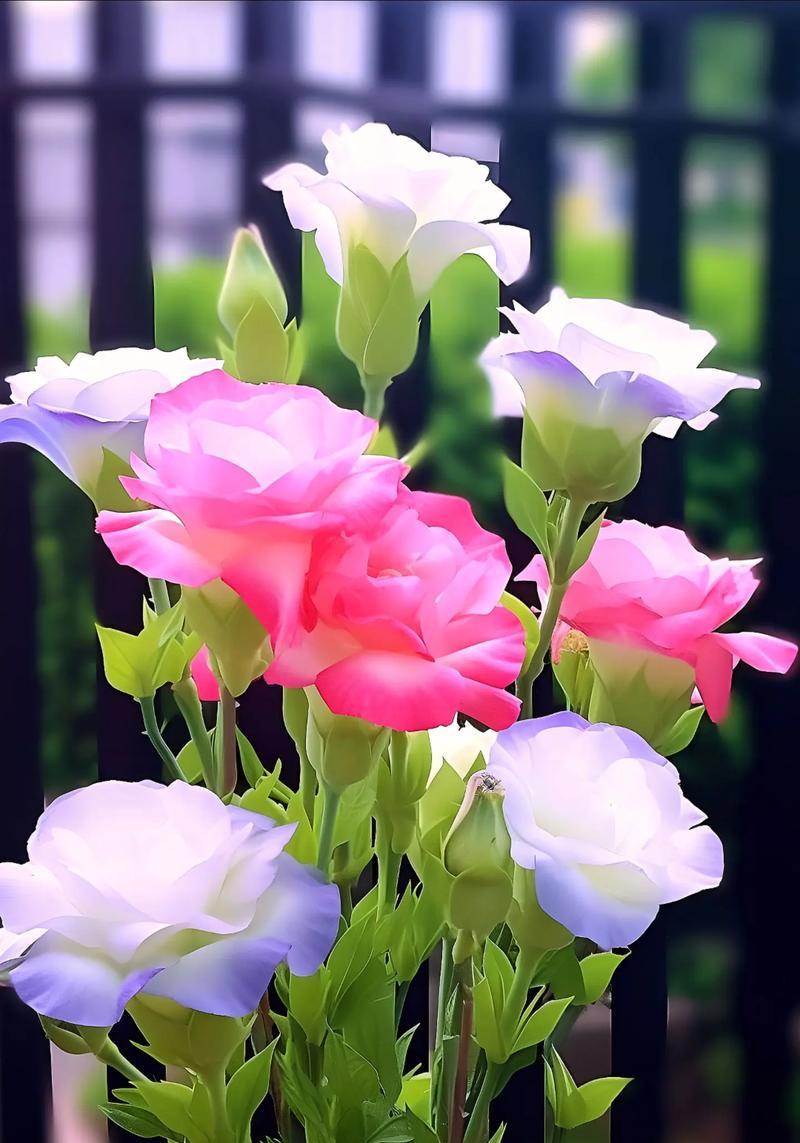 洋花的花语有哪些？