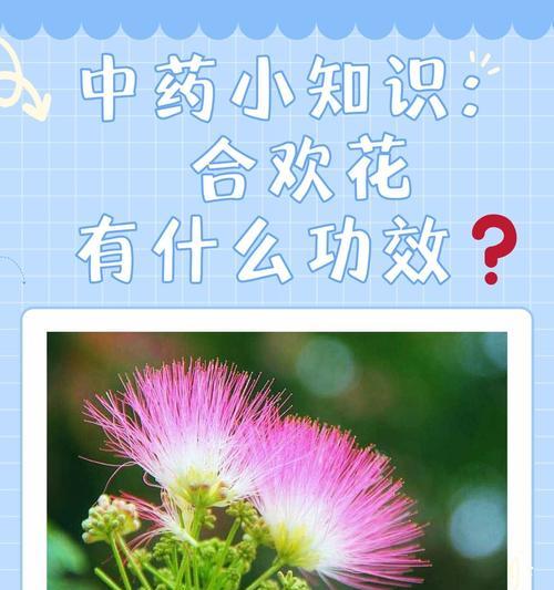 合欢花的花语代表了什么情感？