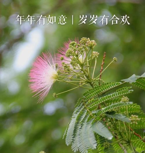 合欢花的花语代表了什么情感？