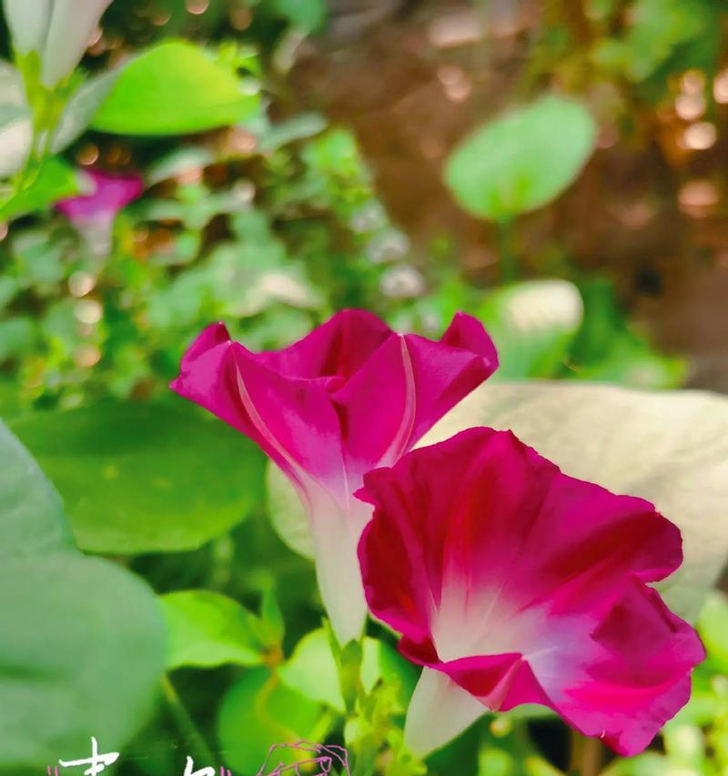 喇叭花的花语有哪些含义？