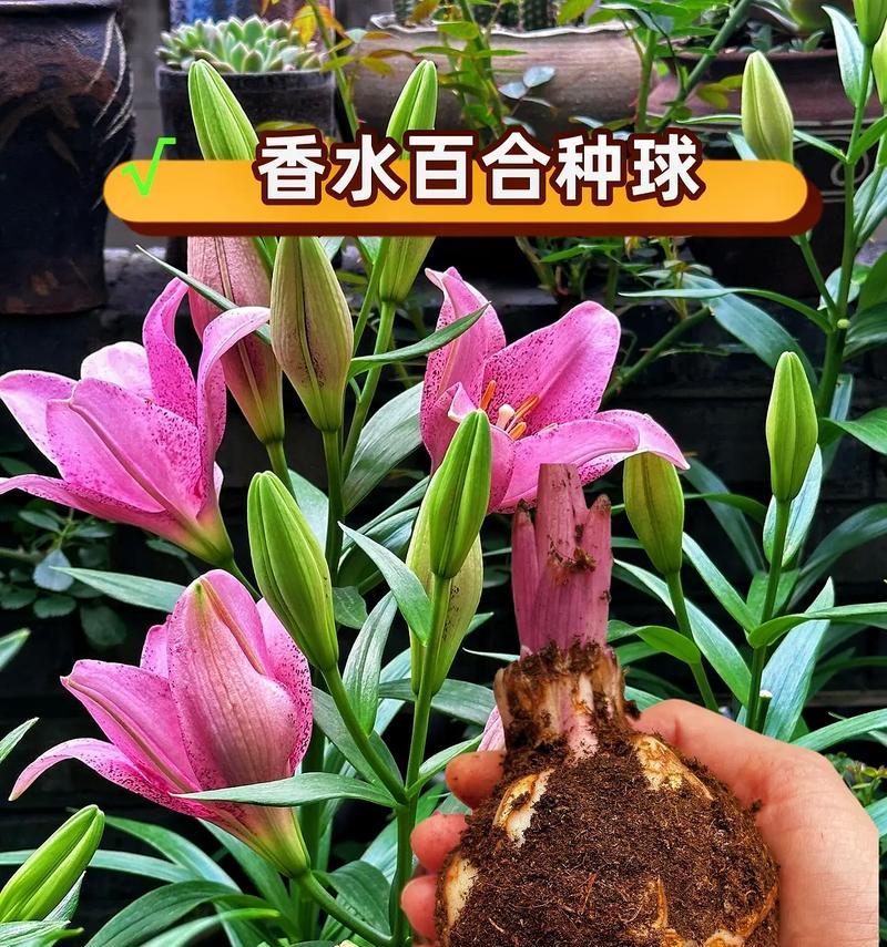 百合花的花语如何表达倾心相爱？