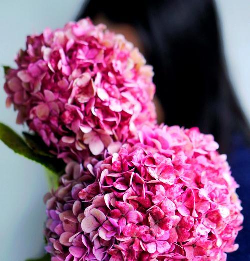 粉色绣球花的花语是什么？粉色绣球花寓意是什么？