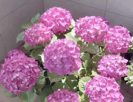 粉色绣球花的花语是什么？粉色绣球花寓意是什么？
