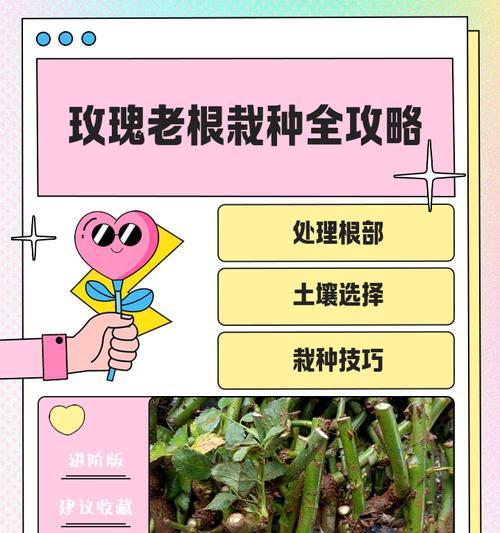 玫瑰花栽种过程中应注意哪些问题？
