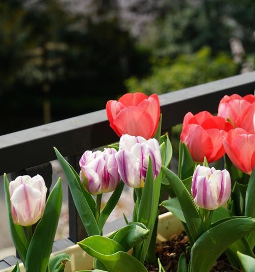 郁金香什么季节开？如何在适宜季节种植郁金香？
