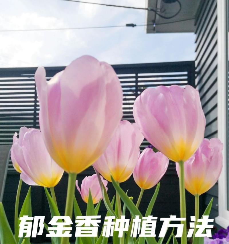 郁金香什么季节开？如何在适宜季节种植郁金香？