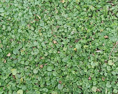 马蹄金种植方法及常见问题解答？