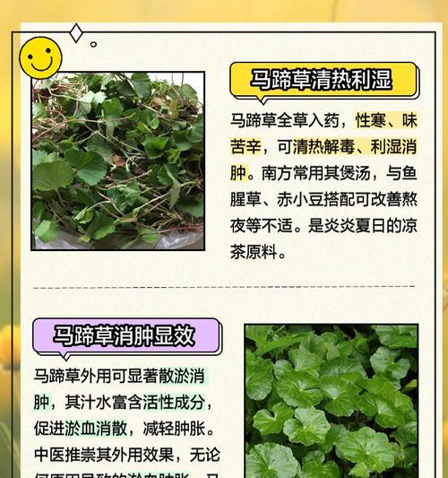 马蹄金种植方法及常见问题解答？