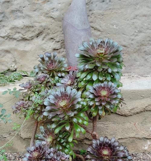 花品种和名称有哪些？如何快速识别各种花卉？