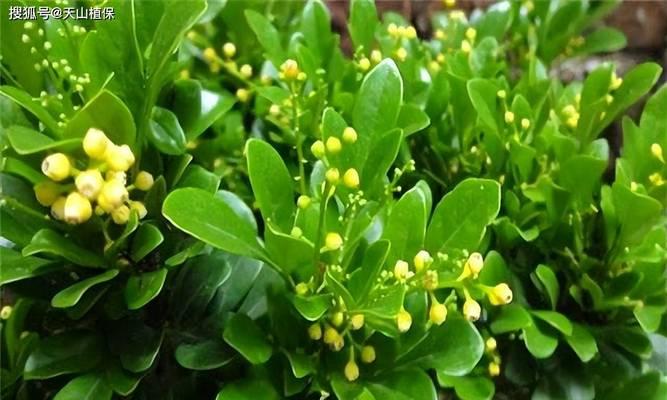 米兰花养殖方法有哪些？米兰花养殖需要注意什么？