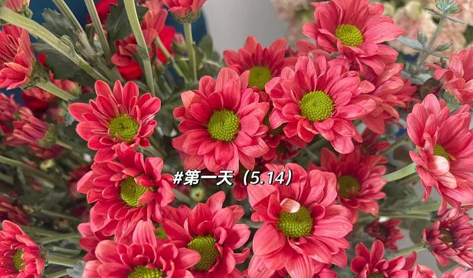 邹菊的养护技巧有哪些？怎样养出繁茂的邹菊？