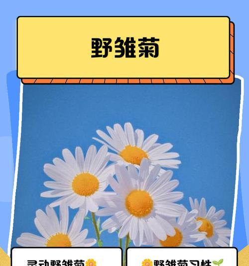 邹菊的养护技巧有哪些？怎样养出繁茂的邹菊？
