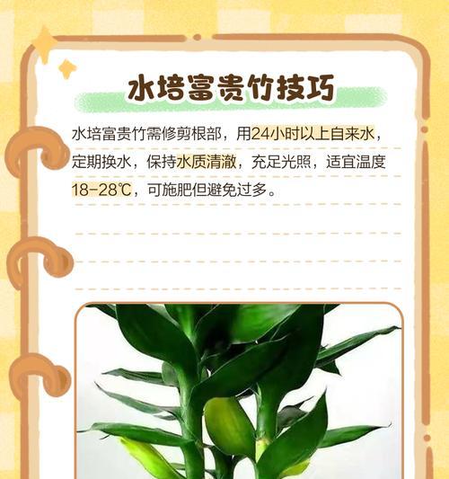 富贵竹种植方法和注意事项是什么？