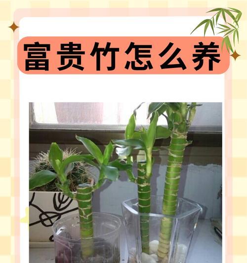富贵竹种植方法和注意事项是什么？
