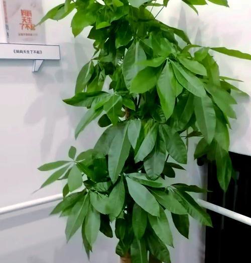 哪些植物被认为能带来财运？它们的养护方法是什么？