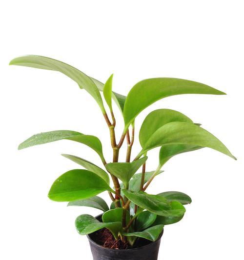 哪些植物被认为能带来财运？它们的养护方法是什么？