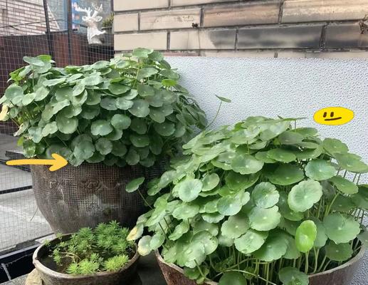 哪些植物被认为能带来财运？它们的养护方法是什么？