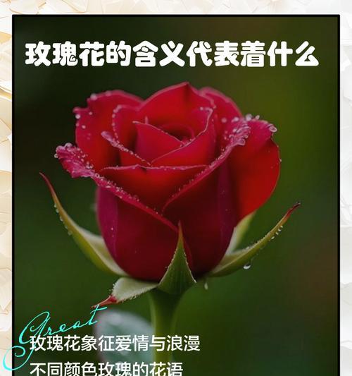 玫瑰花数量的含义？不同朵数玫瑰代表什么？