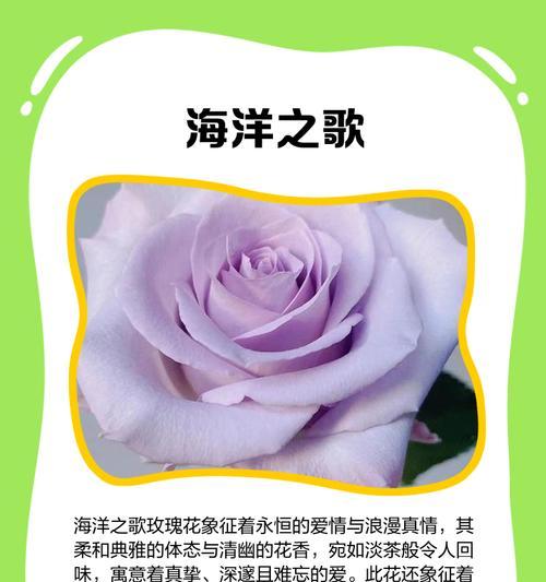玫瑰花品种有哪些？不同品种的花语是什么？