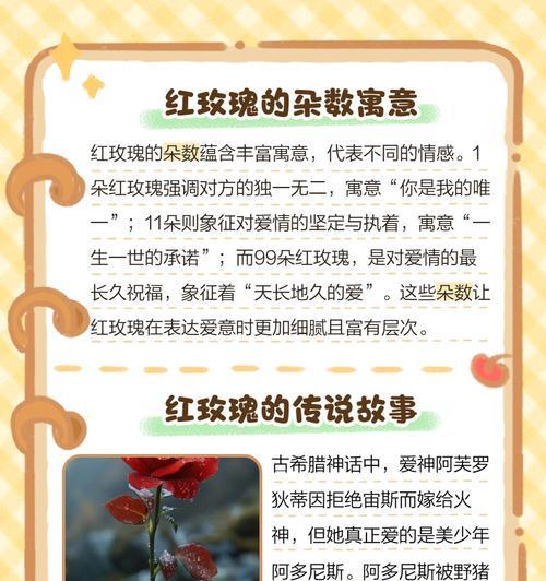 玫瑰花品种有哪些？不同品种的花语是什么？