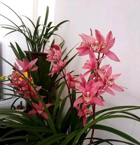 花卉兰的养护技巧有哪些？花卉兰如何保持良好生长状态？