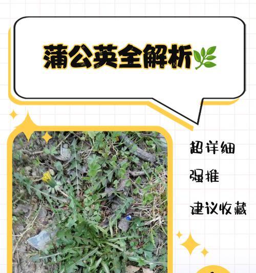 蒲公英幼苗的外观特征是什么？如何区分蒲公英苗？