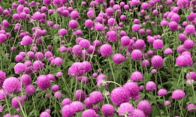千日红是什么植物？千日红有什么特点？