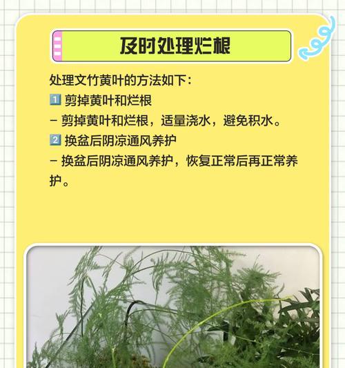 文竹换盆的最佳时间和步骤是什么？