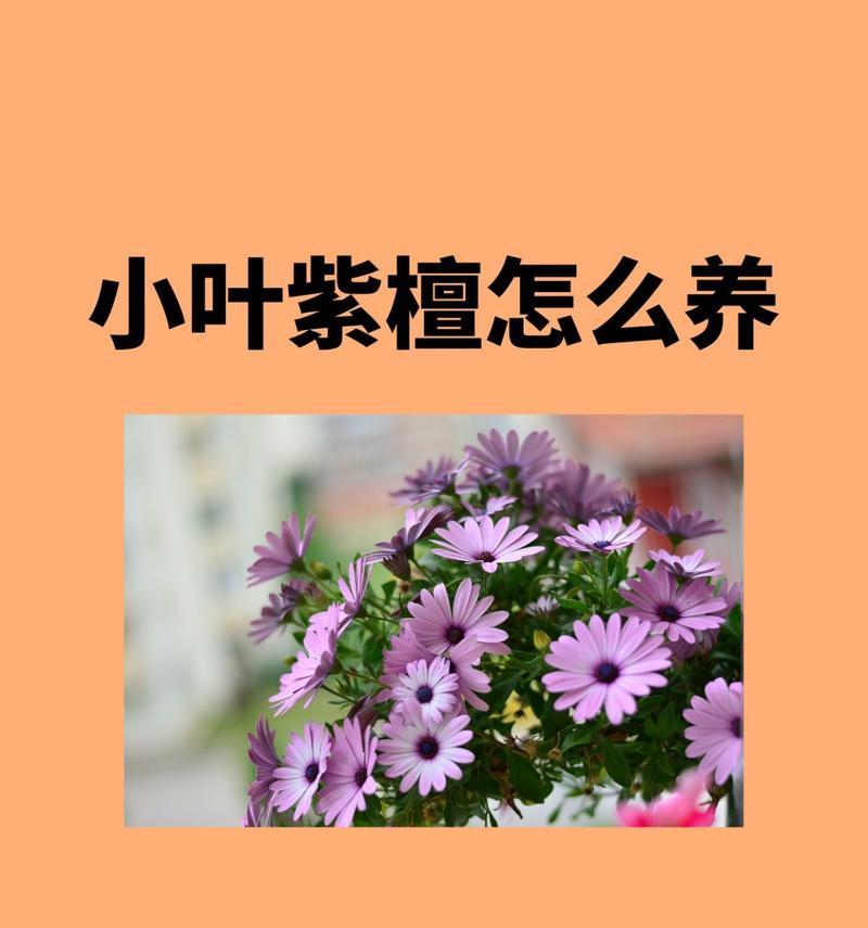 紫檀花的养殖技巧和常见问题有哪些？怎样才能养出紫檀花的美丽花朵？
