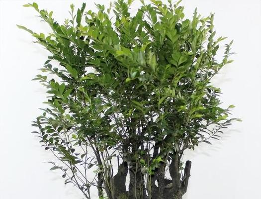 紫檀花的养殖技巧和常见问题有哪些？怎样才能养出紫檀花的美丽花朵？