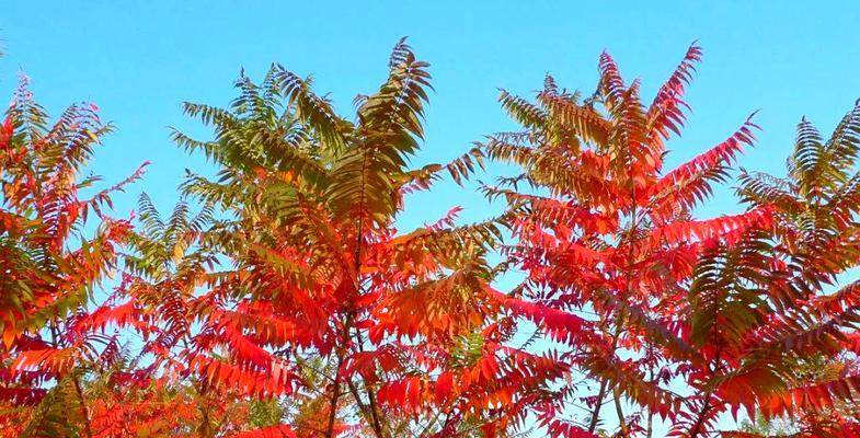 火炬树栽植的正确方法是什么？怎样保证成活率？