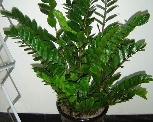 观花植物有哪些品种？如何选择最适合自己的观花植物？