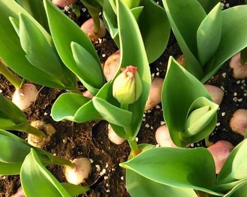 观花植物有哪些品种？如何选择最适合自己的观花植物？